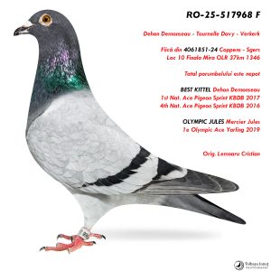 8.RO-25-517968 F ♀ Tatal porumbelului este nepot   BEST KITTEL Dehon Demonseau 1st Nat. Ace Pigeon Sprint KBDB 2017  4th Nat. Ace