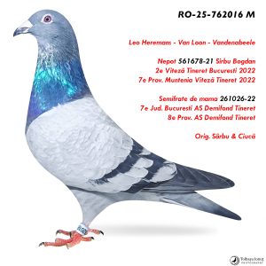 5.RO-25-762016 M ♂ Nepot 561678-21 Sirbu Bogdan  2e Viteză Tineret Bucuresti 2022 7e Prov. Muntenia