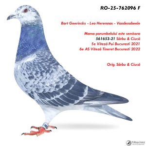 3.RO-25-762096 F ♀ Mama porumbelului este semisora  561653-21 Sârbu & Ciucă 5e Viteză Pui Bucuresti 2021
