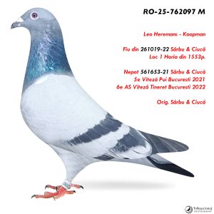 7.RO-25-762097 M ♂ Fiu din 261019-22 Sârbu & Ciucă Loc 1 Horia din 1553p. Leo Heremans - Koopman
