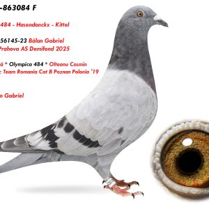 5.RO-25-863084 F ♀ Olympica 484 - Hasendonckx - Kittel  Fiică din 956145-23 Bălan Gabriel 5e Judet Prahova AS Demifond 2025
