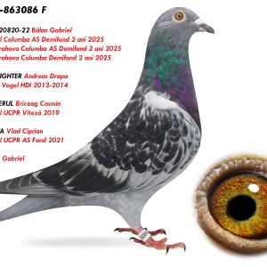 2.RO-25-863086 F ♀ Nepoată 820820-22 Bălan Gabriel 5e National Columba AS Demifond 2 ani 2025 Linie SKY FIGHTER Andreas Drapa