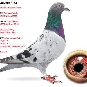 6.RO-25-863093 M ♂ Linie FULGERUL Briceag Cosmin 1e National UCPR Viteză 2019 & FINUTA 1e National UCPR AS Fond 2021