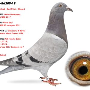 1.RO-25-863094 F ♀ Linie BEST KITTEL Dehon Demonseau 1e Nat. ACE KBDB 2017 x BLIZZARD 1 Nat ace KBDB SD youngster