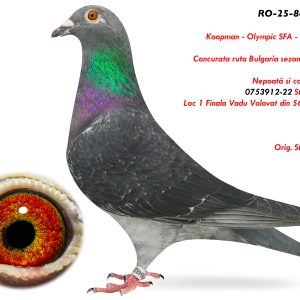 7.RO-25-864820 F ♀ Nepoată si consangvină 0753912-22 Stoica Ionut Loc 1 Finala Vadu Volovat din 560p. 2022 Koopman - Olympic SFA - Van Loon