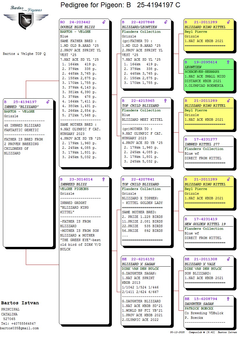 3.BE-25-4194197 M ♂ 4 x consangvin BLIZZARD KING KITTEL Pierre Beyl 1 e Nat ace KBDB SD youngster 2021 - imagine 2
