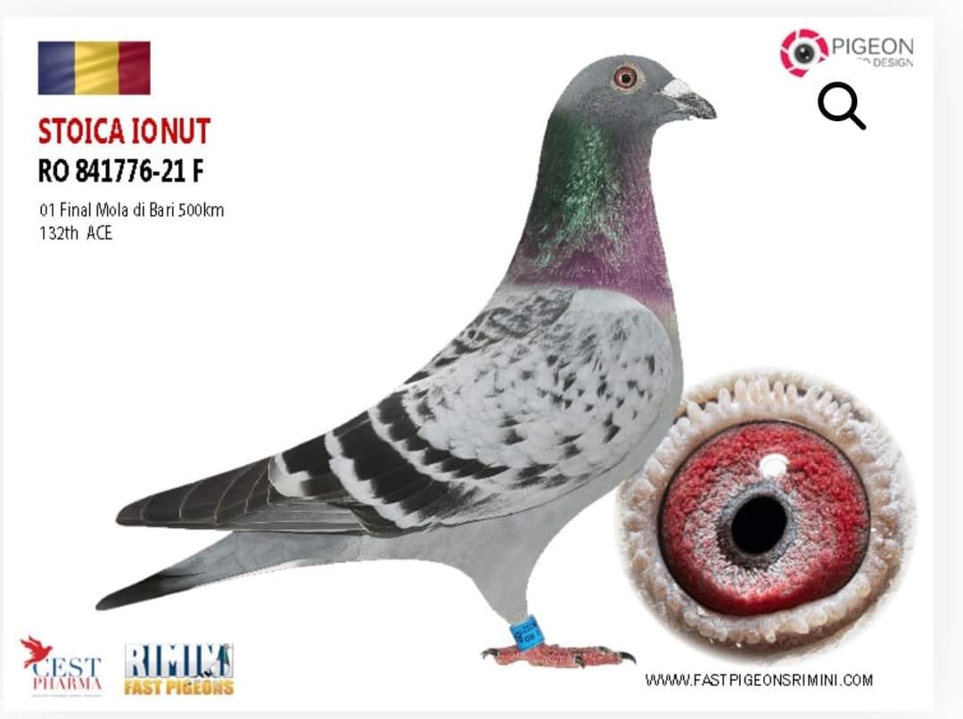 6.RO-25-864888 M ♂ Nepot 20482-20 Olteanu Cosmin Loc 2 Finala Alexandroupolis 420km Romanian Champions League 2020 - imagine 3