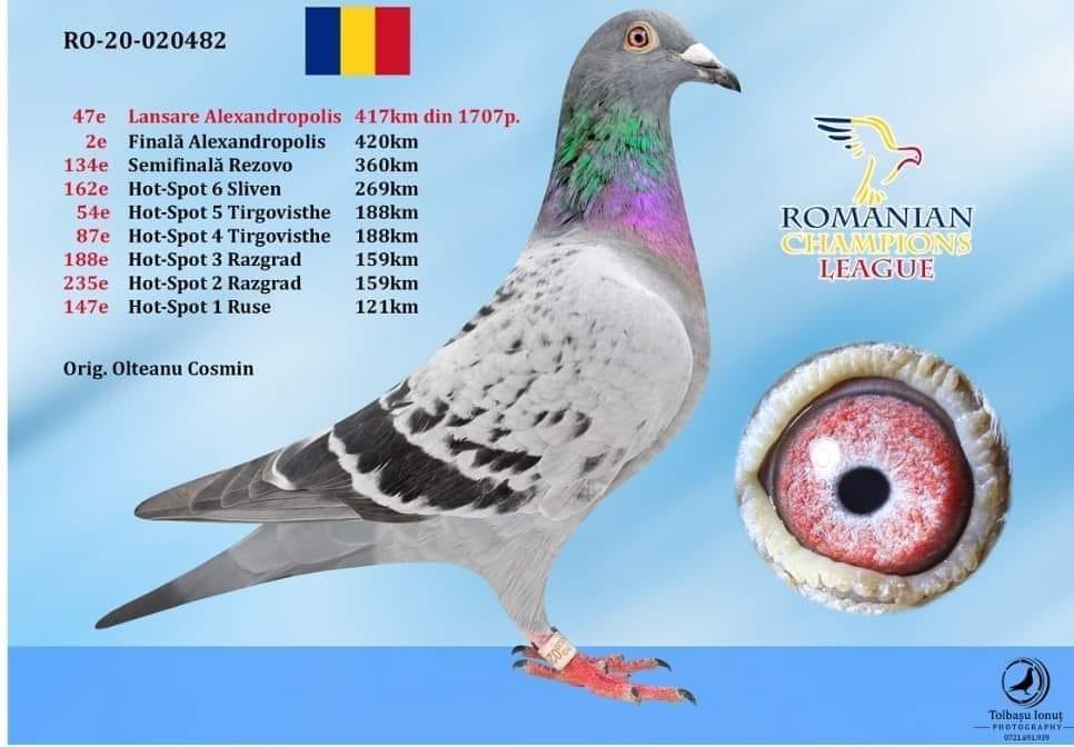 3.RO-25-864934 M ♂ Nepot 0753912-22 Stoica Ionut Loc 1 Finala Vadu Volovat din 560p. 2022 & Nepot Loc 2 Finala Alexandroupolis - imagine 3