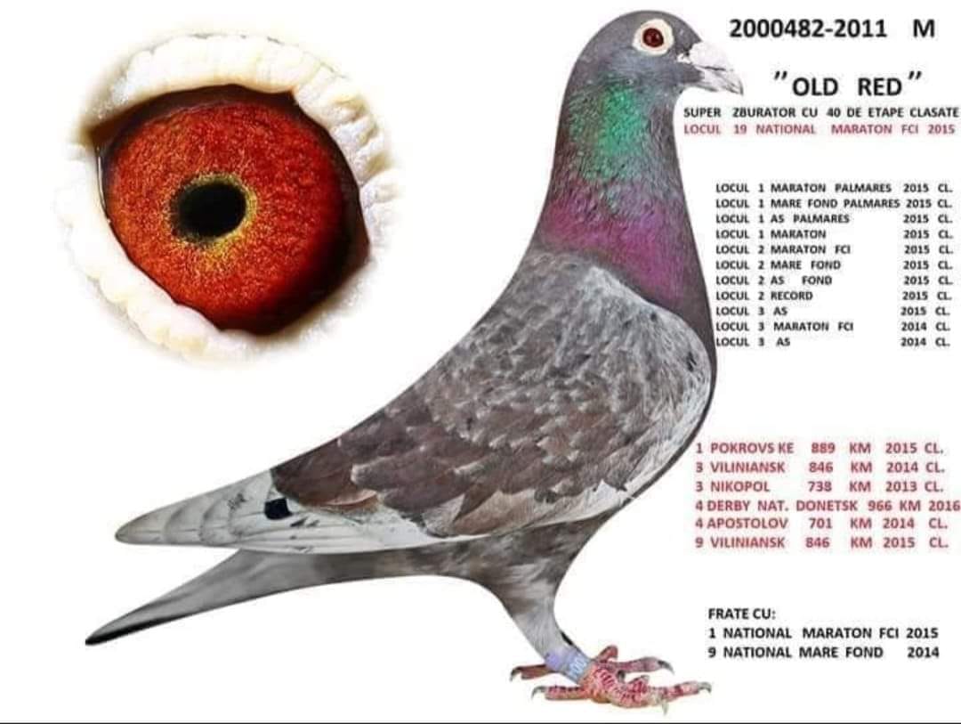 6.RO-25-864888 M ♂ Nepot 20482-20 Olteanu Cosmin Loc 2 Finala Alexandroupolis 420km Romanian Champions League 2020 - imagine 6