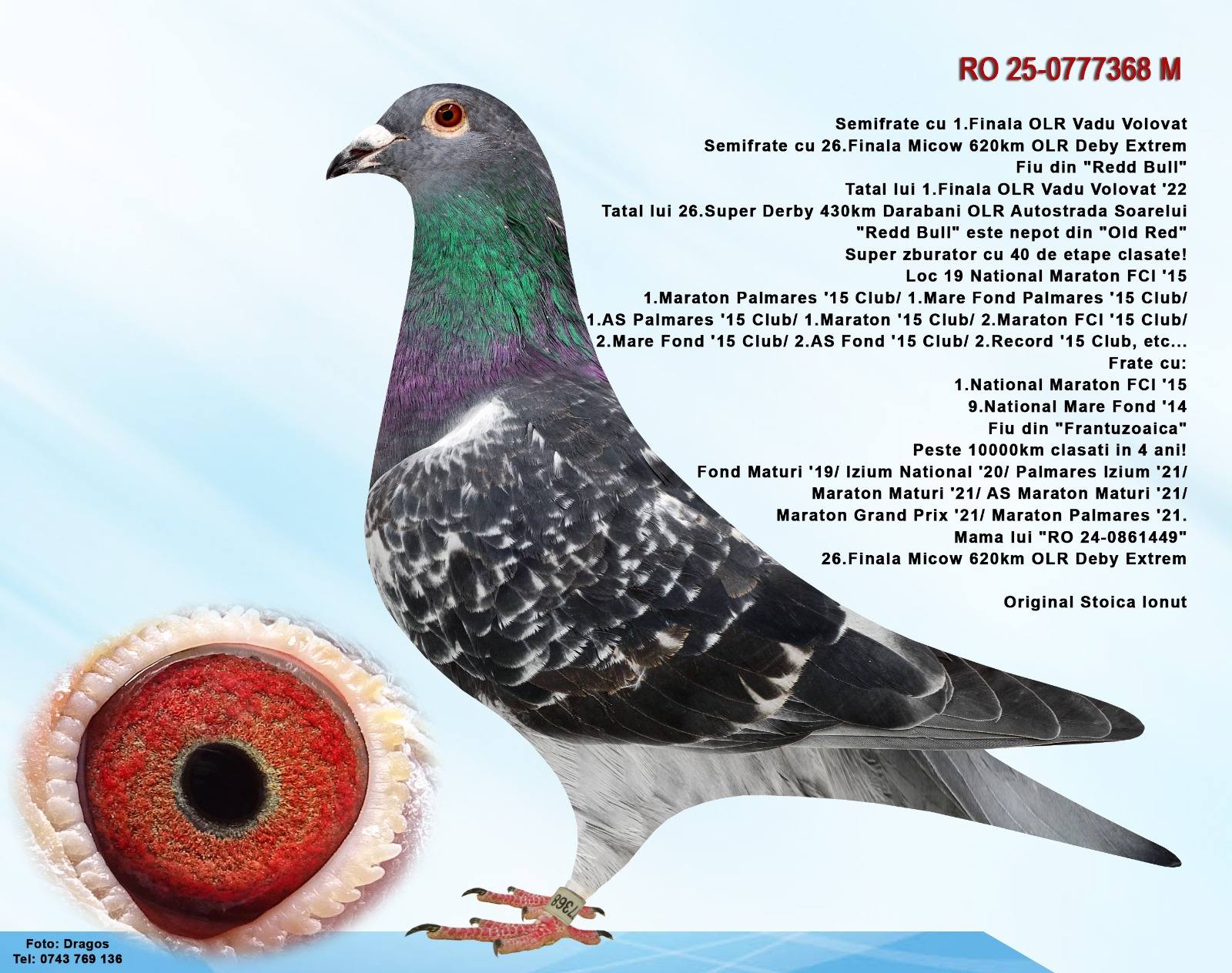 3.RO-25-864934 M ♂ Nepot 0753912-22 Stoica Ionut Loc 1 Finala Vadu Volovat din 560p. 2022 & Nepot Loc 2 Finala Alexandroupolis - imagine 4