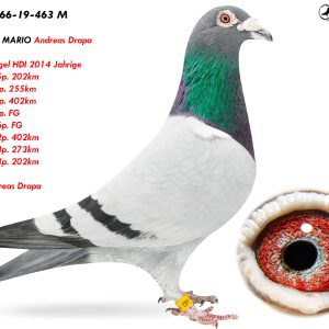 1.DV-01766-19-463 M ♂ Fiu SUPER MARIO Andreas Drapa   1e AS Vogel HDI 2014 Jahrige  1e / 2845p. 202km  1e /  540p. 255km  1e /  464p. 402km