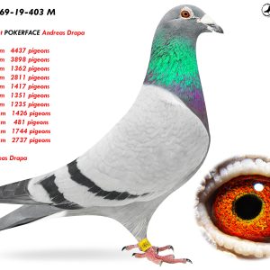 4.DV-01769-19-403 M ♂ Dublu nepot POKERFACE Andreas Drapa   1st   324 km   4437 pigeons  1st   324 km   3898 pigeons 1st   233 km   1362 pigeons