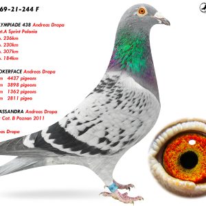 2.DV-01769-21-244 F ♀ Fiică din OLYMPIADE 438 Andreas Drapa  Olympic Cat.A Sprint Polonia  2e / 2200p. 236km  2e / 1534p. 230km 4e / 2326p. 307km