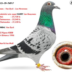 3.DV-09715-19-749 F ♀ Tatal porumbelului este nepot HARRY Jan Hooymans  1st NPO Blois             - 37,728 b. 1st NPO Chateauroux - 22,340 b.