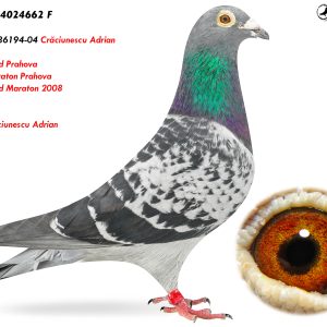 5.RO-17-4024662 F ♀ Nepoata 86194-04 Crăciunescu Adrian  Loc 1 Fond Prahova  Loc 1 Maraton Prahova  Loc 2 Fond Maraton 2008