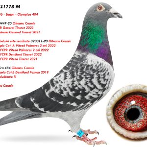 4.RO-21-21778 M ♂ Fiu din 0020447-20 Olteanu Cosmin  7e Nat. FCPR General Tineret 2021 2e Prov. Muntenia General Tineret 2021