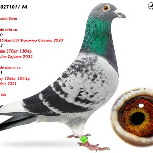 7.RO-23-0271011 M ♂ Semifrate de tata cu  949883-20  2e Finala 455km OLR Bucovina Cajvana 2020  Semifrate de mama cu  977048-21  Loc 3 Derby 505km 1043p.