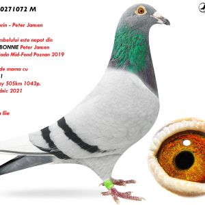 8.RO-23-0271072 M ♂ Tatal porumbelului este nepot din  OLYMPIC BONNIE Peter Jansen  1e Olympiada Mid-Fond Poznan 2019 Semifrate de mama cu  977048-21  Loc 3 Derby 505km