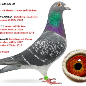 5.RO-23-1034931 M ♂ Nepot NEW LAUREAAT Batenburg- v.d. Merwe 1e Int. Barcelona 25382p. 2013 & Nepot JEF 63 1e Int. Barcelona 2019