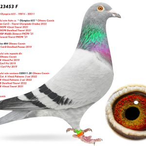 7.RO-23-23453 F ♀ Tatal porumbelului este frate cu  * Olympica 655 * Olteanu Cosmin Loc 1 Lot Romania Cat.G - Tineret Olympiada Oradea 2022