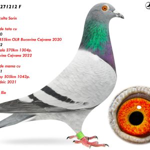 9.RO-23-271212 F ♀ 100% Racolta Sorin   Semisora de tata cu  949883-20  2e Finala 455km OLR Bucovina Cajvana 2020 974215-22 7e Semisora 370km 1304p.