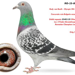 8.RO-25-864859 F ♀ Dubla Nepoata 20482-20 Olteanu Cosmin Loc 2 Finala Alexandroupolis 420km Romanian Champions League