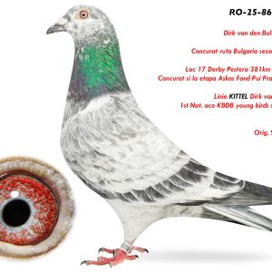1.RO-25-864869 M ♂ Loc 17 Derby Pestera 381km din 2254p. Concurat si la etapa Askos Fond Pui Prahova 2025 Linie KITTEL Dirk van den Bulck