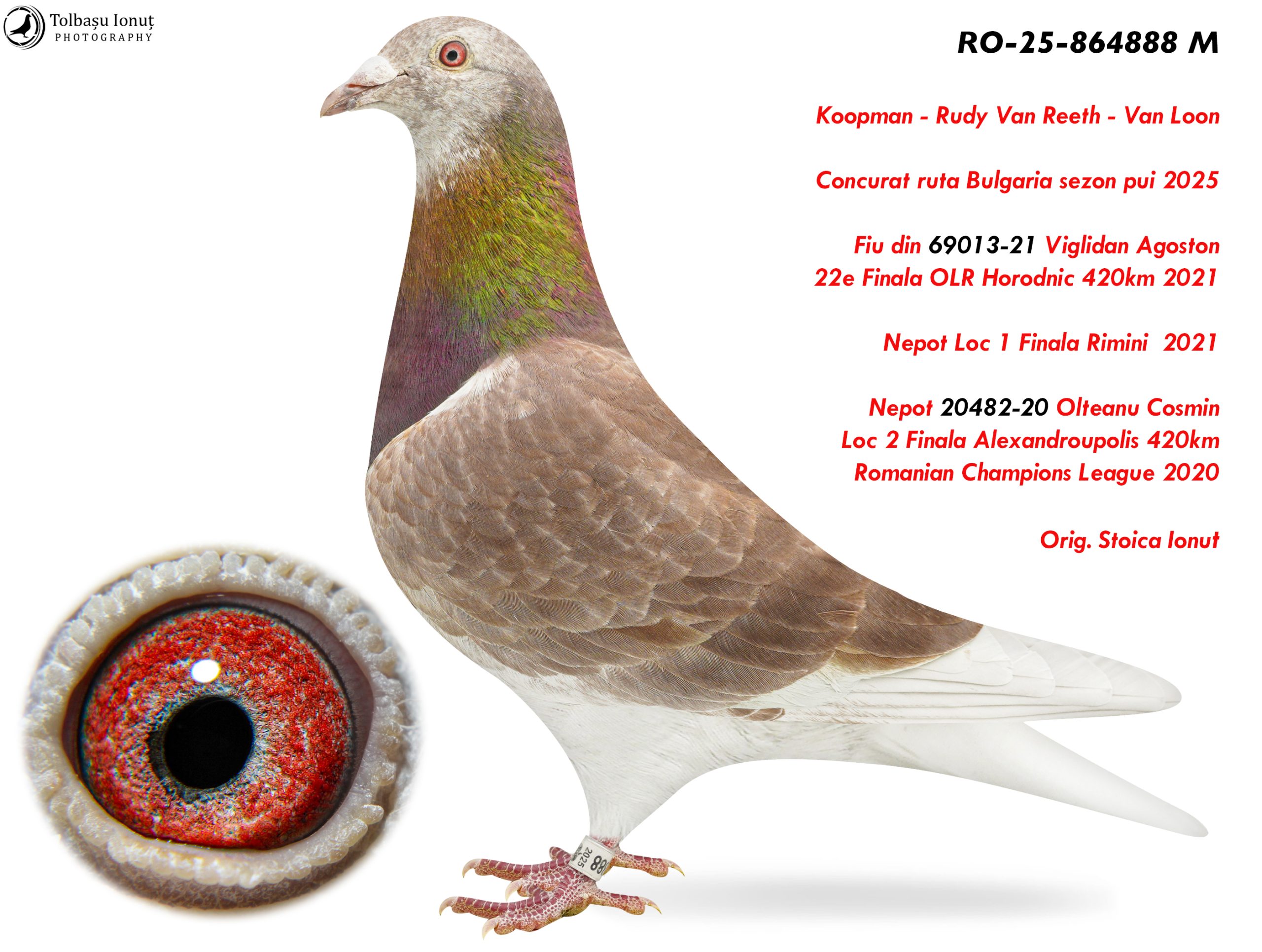 6.RO-25-864888 M ♂ Nepot 20482-20 Olteanu Cosmin Loc 2 Finala Alexandroupolis 420km Romanian Champions League 2020