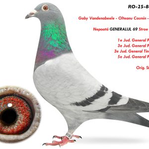 9.RO-25-864903 F ♀ Nepoată GENERALUL 69 Stroe Florin Alin 1e Jud. General Palm 2016 3e Jud. General Palm 2015 3e Jud. General Tineret 2013