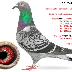 RO-25-864927 F ♀ Nepoata KENZO JR Olteanu Cosmin 1e / 2659p. 633km 2020 2e / 3854p. 618p. 2020 5e / 2552p. 703km 2018 7e / 2462p. 643km 2018