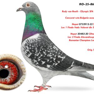 3.RO-25-864934 M ♂ Nepot 0753912-22 Stoica Ionut Loc 1 Finala Vadu Volovat din 560p. 2022 & Nepot Loc 2 Finala Alexandroupolis