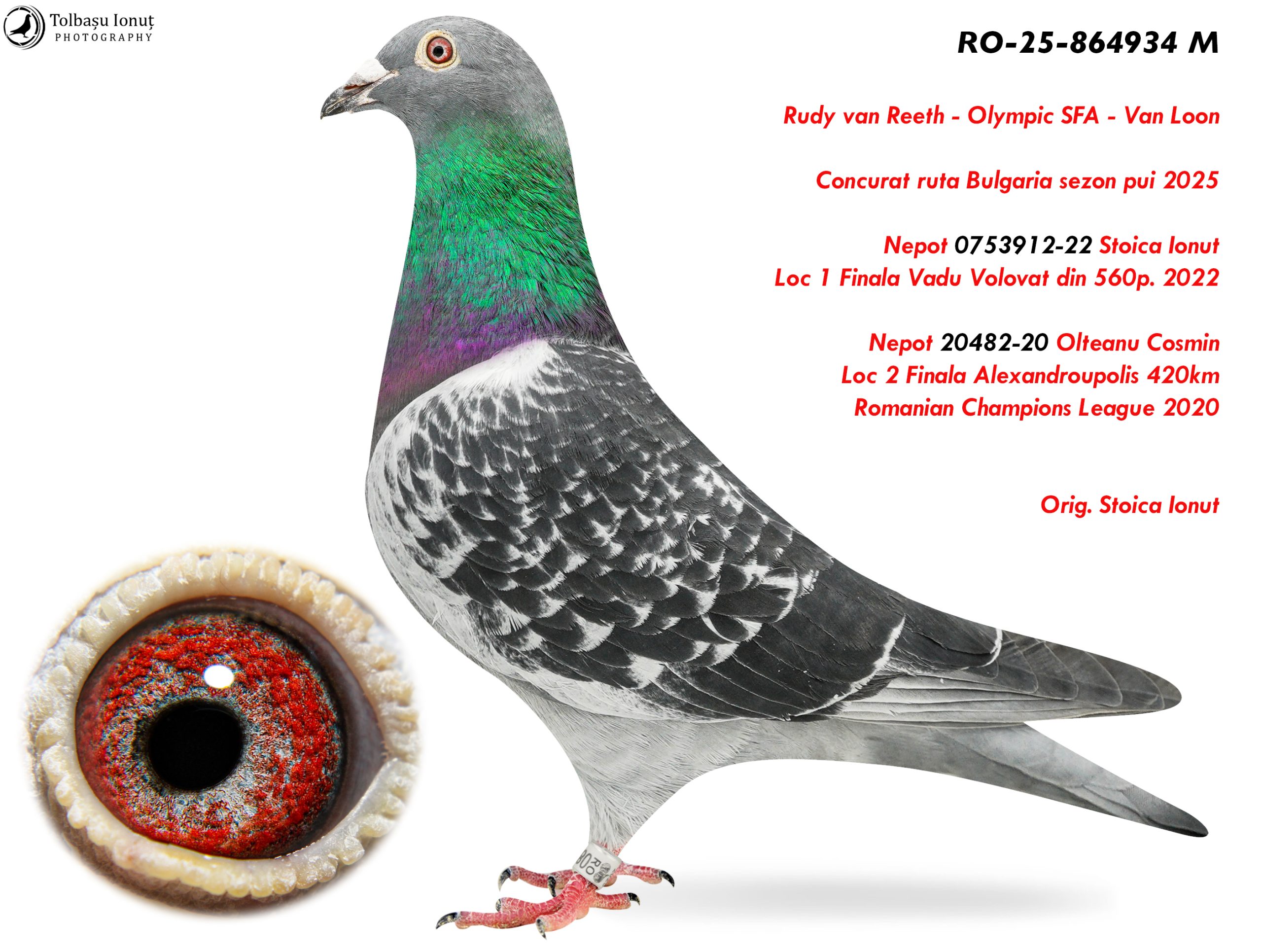 3.RO-25-864934 M ♂ Nepot 0753912-22 Stoica Ionut Loc 1 Finala Vadu Volovat din 560p. 2022 & Nepot Loc 2 Finala Alexandroupolis