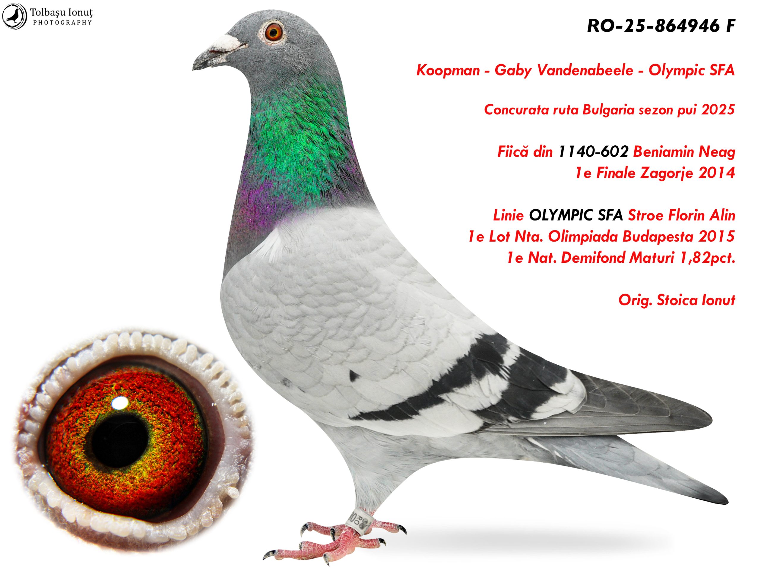 RO-25-864946 F ♀ Linie OLYMPIC SFA Stroe Florin Alin 1e Lot Nta. Olimpiada Budapesta 2015 1e Nat. Demifond Maturi 1,82pct.